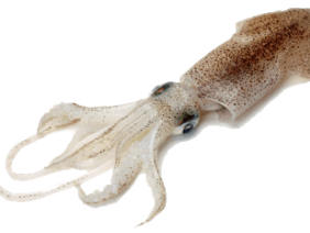 kevin squid