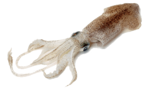 kevin squid