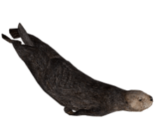 Sea Otter PNG