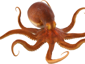Realistic Octopus PNG