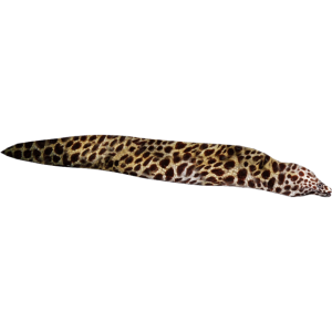 Spotted Eel PNG