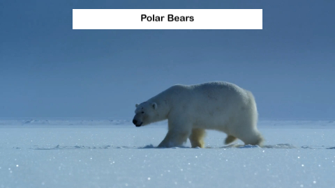 Polar Bear Life Book